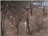 (P:\Africa\VideoStills) Dn-a1142.jpg (1/1) (88 K)