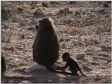 (P:\Africa\VideoStills) Dn-a1144.jpg (1/1) (87 K)
