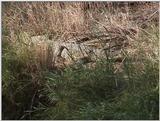 (P:\Africa\VideoStills) Dn-a1146.jpg (Nile Crocodile)