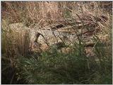 (P:\Africa\VideoStills) Dn-a1147.jpg (1/1) (90 K)