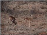 (P:\Africa\VideoStills) Dn-a1148.jpg (1/1) (87 K)