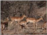 (P:\Africa\VideoStills) Dn-a1149.jpg (1/1) (93 K)