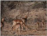 (P:\Africa\VideoStills) Dn-a1150.jpg (1/1) (89 K)