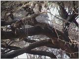 (P:\Africa\VideoStills) Dn-a1151.jpg (1/1) (89 K)