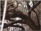 (P:\Africa\VideoStills) Dn-a1153.jpg (1/1) (88 K)