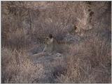 (P:\Africa\VideoStills) Dn-a1155.jpg (1/1) (88 K)