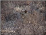 (P:\Africa\VideoStills) Dn-a1156.jpg (1/1) (88 K)