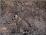 (P:\Africa\VideoStills) Dn-a1157.jpg (1/1) (89 K)
