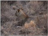 (P:\Africa\VideoStills) Dn-a1158.jpg (1/1) (91 K)