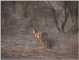 (P:\Africa\VideoStills) Dn-a1159.jpg (1/1) (90 K)