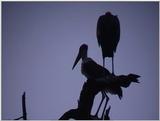 (P:\Africa\VideoStills) Dn-a1160.jpg (Marabou Stork)