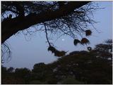 (P:\Africa\VideoStills) Dn-a1164.jpg (Weaver Nests)