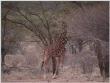 (P:\Africa\VideoStills) Dn-a1165.jpg (1/1) (90 K)