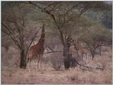 (P:\Africa\VideoStills) Dn-a1166.jpg (1/1) (88 K)