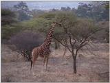 (P:\Africa\VideoStills) Dn-a1168.jpg (1/1) (88 K)