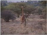 (P:\Africa\VideoStills) Dn-a1169.jpg (1/1) (90 K)