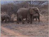 (P:\Africa\VideoStills) Dn-a1170.jpg (1/1) (93 K)