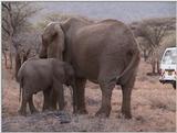(P:\Africa\VideoStills) Dn-a1171.jpg (1/1) (90 K)