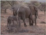 (P:\Africa\VideoStills) Dn-a1172.jpg (1/1) (94 K)