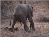 (P:\Africa\VideoStills) Dn-a1174.jpg (1/1) (91 K)