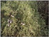 (P:\Africa\VideoStills) Dn-a1175.jpg (Hornbills)