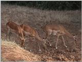 (P:\Africa\VideoStills) Dn-a1176.jpg - Impalas