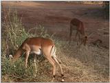 (P:\Africa\VideoStills) Dn-a1177.jpg (1/1) (90 K)