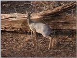 (P:\Africa\VideoStills) Dn-a1178.jpg (Dik-dik)