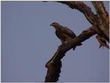 (P:\Africa\VideoStills) Dn-a1179.jpg (eagle)