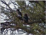 (P:\Africa\VideoStills) Dn-a1180.jpg (1/1) (88 K)