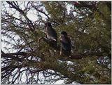 (P:\Africa\VideoStills) Dn-a1181.jpg (1/1) (88 K)