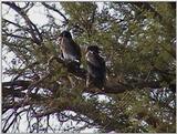 (P:\Africa\VideoStills) Dn-a1182.jpg (1/1) (90 K)