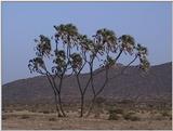 (P:\Africa\VideoStills) Dn-a1183.jpg (tree)