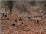 (P:\Africa\VideoStills) Dn-a1184.jpg (1/1) (92 K)