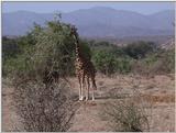 (P:\Africa\VideoStills) Dn-a1185.jpg (1/1) (90 K)