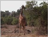 (P:\Africa\VideoStills) Dn-a1186.jpg (1/1) (88 K)