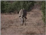 (P:\Africa\VideoStills) Dn-a1187.jpg (1/1) (93 K)