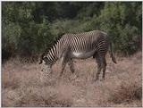 (P:\Africa\VideoStills) Dn-a1188.jpg (1/1) (87 K)