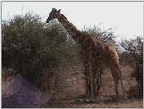 (P:\Africa\VideoStills) Dn-a1189.jpg (1/1) (95 K)