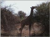 (P:\Africa\VideoStills) Dn-a1190.jpg (1/1) (93 K)