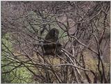 (P:\Africa\VideoStills) Dn-a1191.jpg (1/1) (88 K)