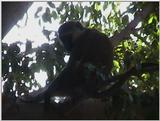 (P:\Africa\VideoStills) Dn-a1192.jpg (1/1) (94 K)