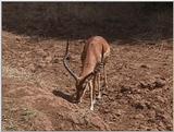 (P:\Africa\VideoStills) Dn-a1195.jpg (1/1) (89 K)