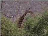 (P:\Africa\VideoStills) Dn-a1196.jpg (1/1) (87 K)