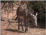 (P:\Africa\VideoStills) Dn-a1197.jpg (1/1) (87 K)