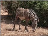 (P:\Africa\VideoStills) Dn-a1198.jpg (1/1) (90 K)