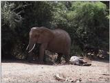 (P:\Africa\VideoStills) Dn-a1200.jpg (1/1) (87 K)