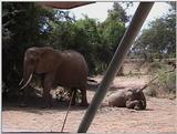 (P:\Africa\VideoStills) Dn-a1201.jpg (1/1) (89 K)