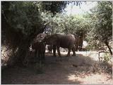 (P:\Africa\VideoStills) Dn-a1202.jpg (1/1) (91 K)