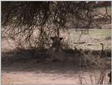 (P:\Africa\VideoStills) Dn-a1203.jpg (1/1) (93 K)